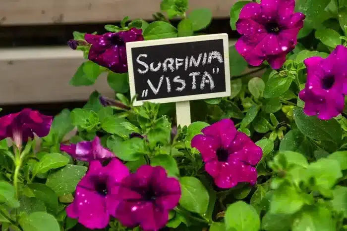 Pločice za označavanje biljaka 15G460 VERTO - Slika 2